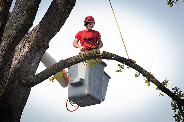 How Our Tree Care Process Works  in  Ambridge, PA